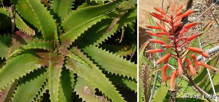 Aloe elgonica infl. P1120518